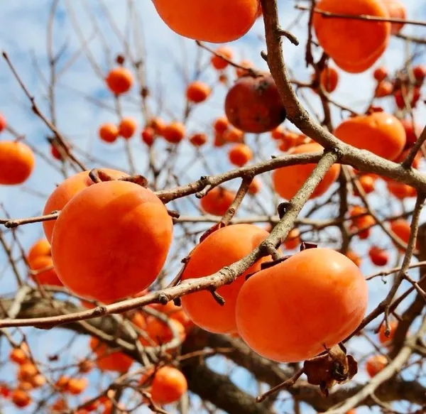 Fuyu_Persimmon_Plant_(1.5-3_Feet_Height_Pack_Of_1)