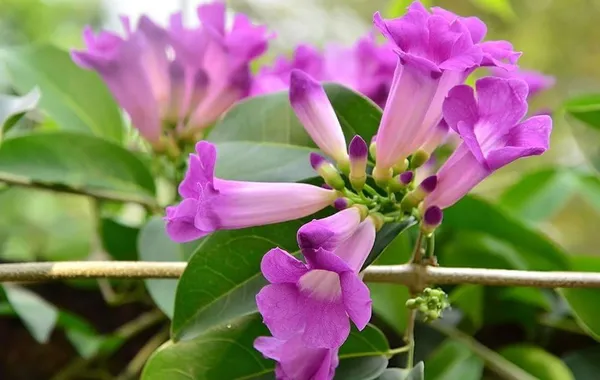 Garlic_Vine_Flower_Plant_(1.5-3_Hight/Pack_Of-1_)