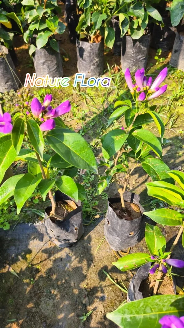 Garlic_Vine_Flower_Plant_(1.5-3_Hight/Pack_Of-1_)