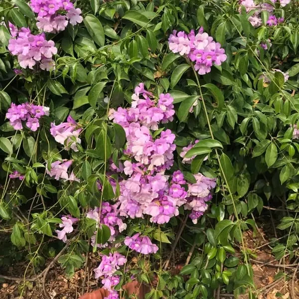 Garlic_Vine_Flower_Plant_(1.5-3_Hight/Pack_Of-1_)