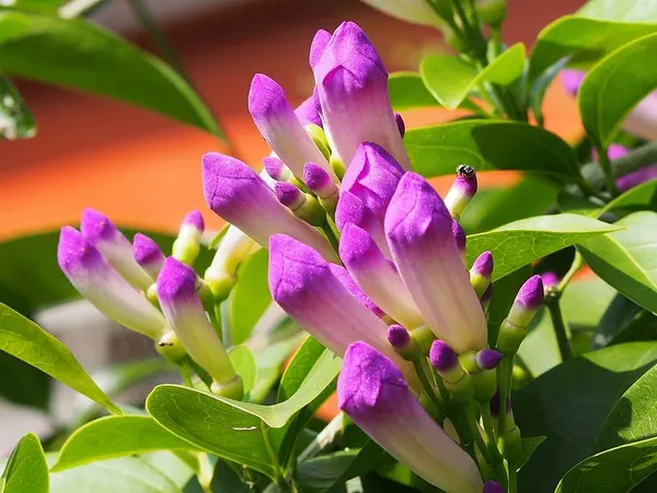 Garlic_Vine_Flower_Plant_(1.5-3_Hight/Pack_Of-1_)