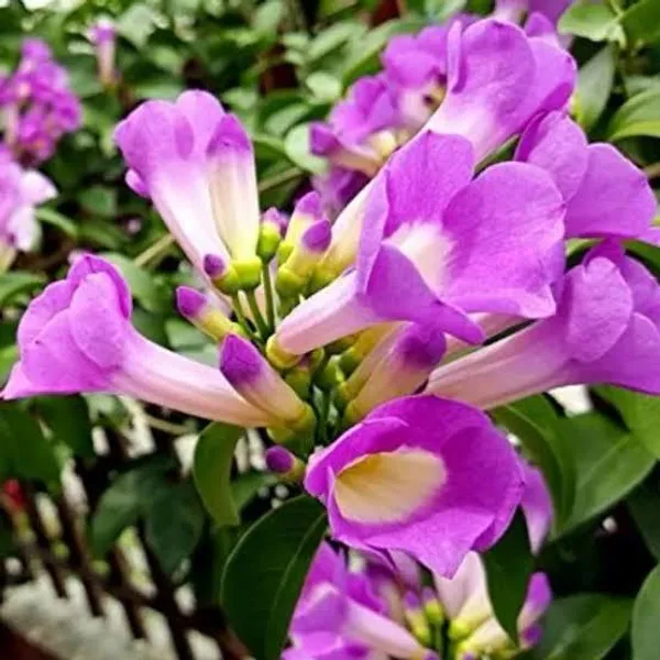 Garlic_Vine_Flower_Plant_(1.5-3_Hight/Pack_Of-1_)