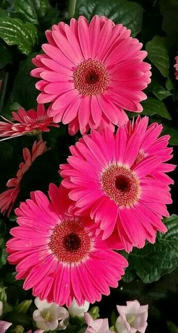 Gerbera_Flower_Plant