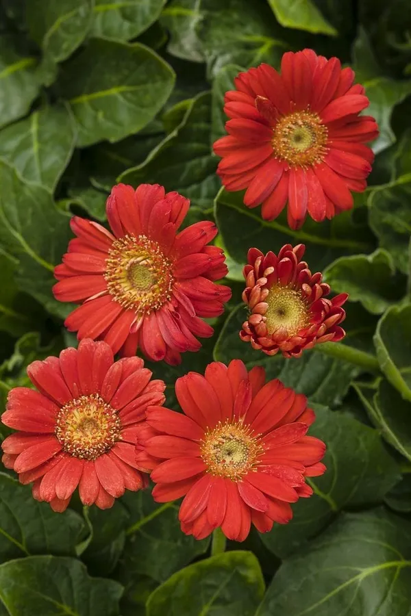 Gerbera_Flower_Plant
