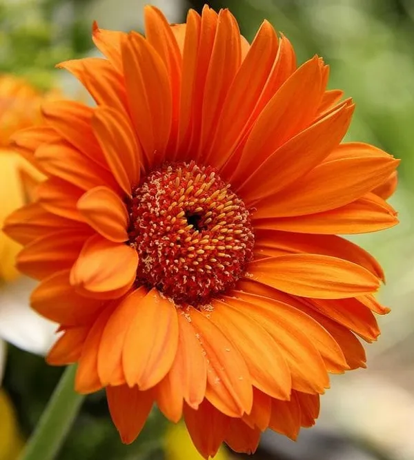 Gerbera_Flower_Plant