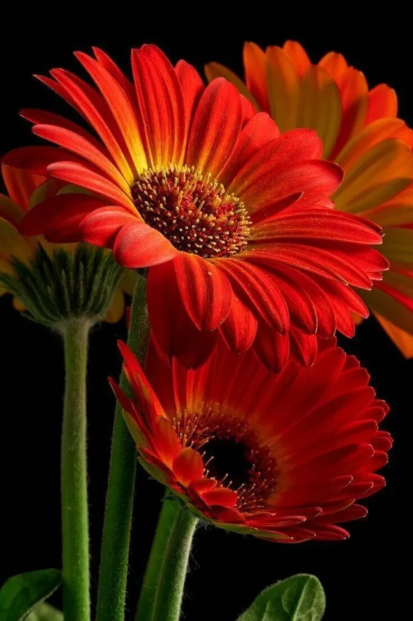 Gerbera_Flower_Plant