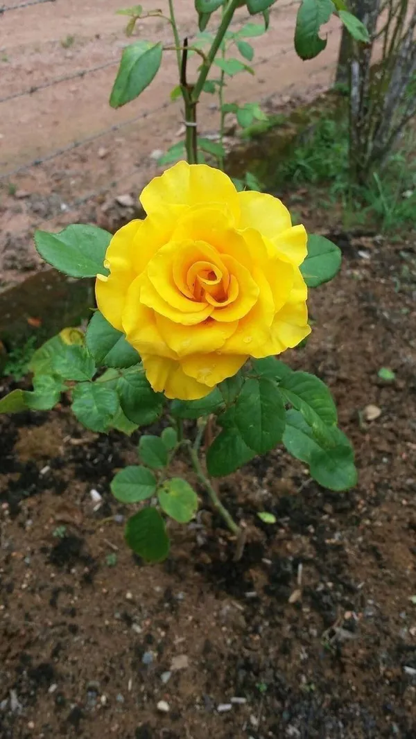 Gold_Era_Rose