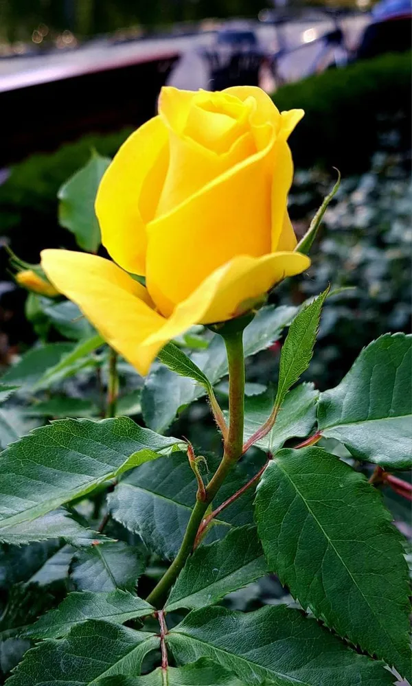Gold_Era_Rose