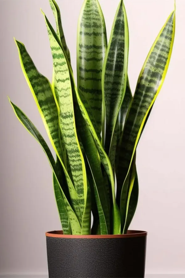 Golden_Edge_Snake_Plant