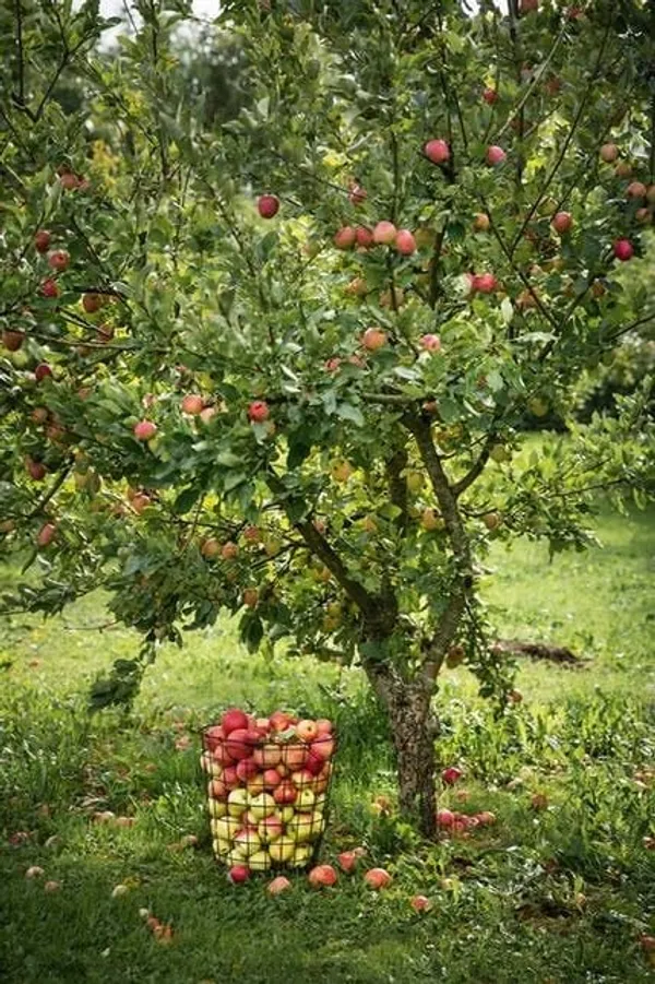 Granny_Smith_Apple_Plant_I_Grafted