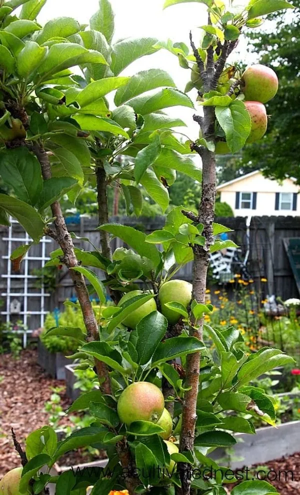 Granny_Smith_Apple_Plant_I_Grafted