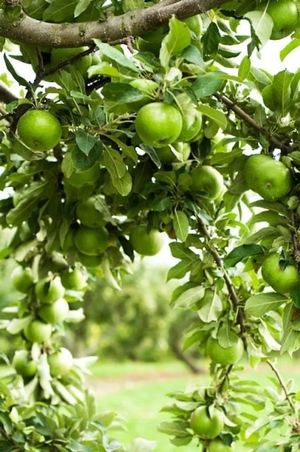 Granny_Smith_Apple_Plant_I_Grafted