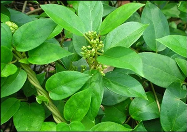 Gurmar_plant