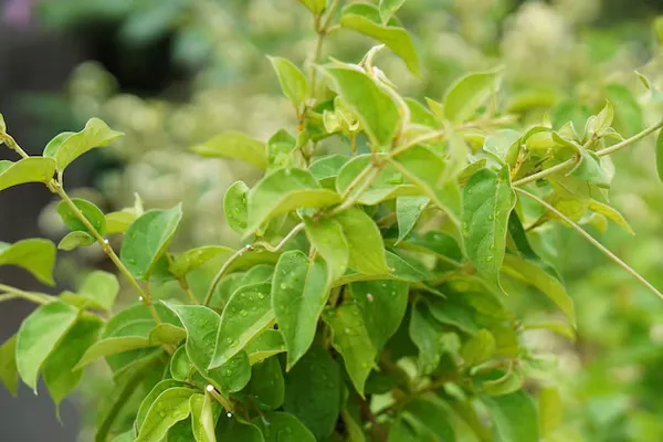 Gurmar_plant