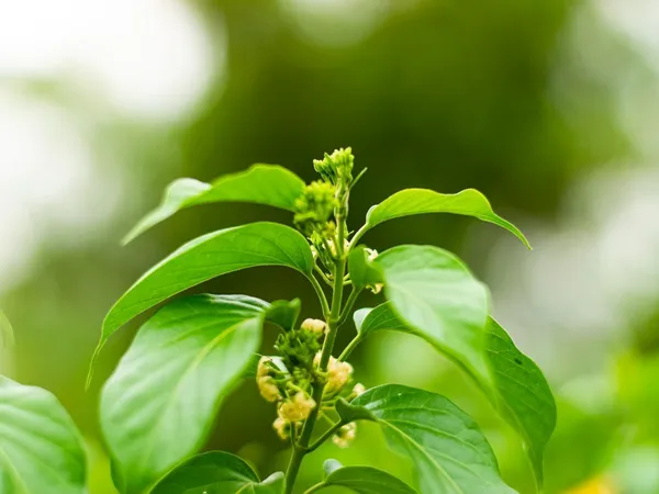 Gurmar_plant
