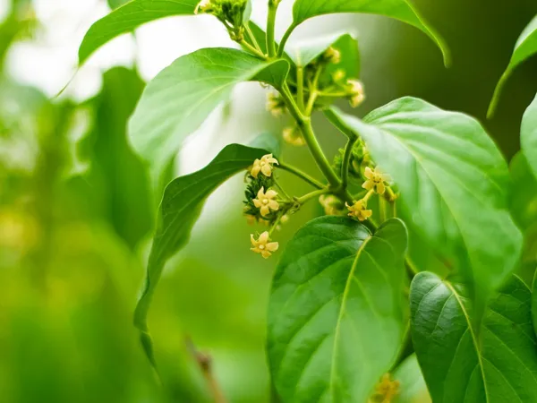Gurmar_plant