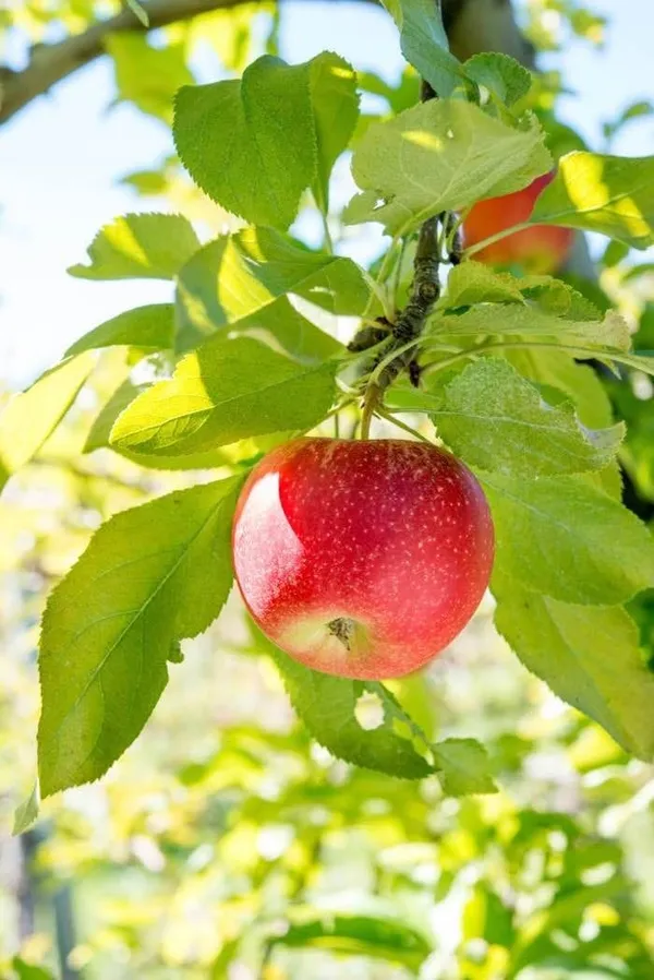 HRMN_99_-_Apple_Plant_I_Grafted