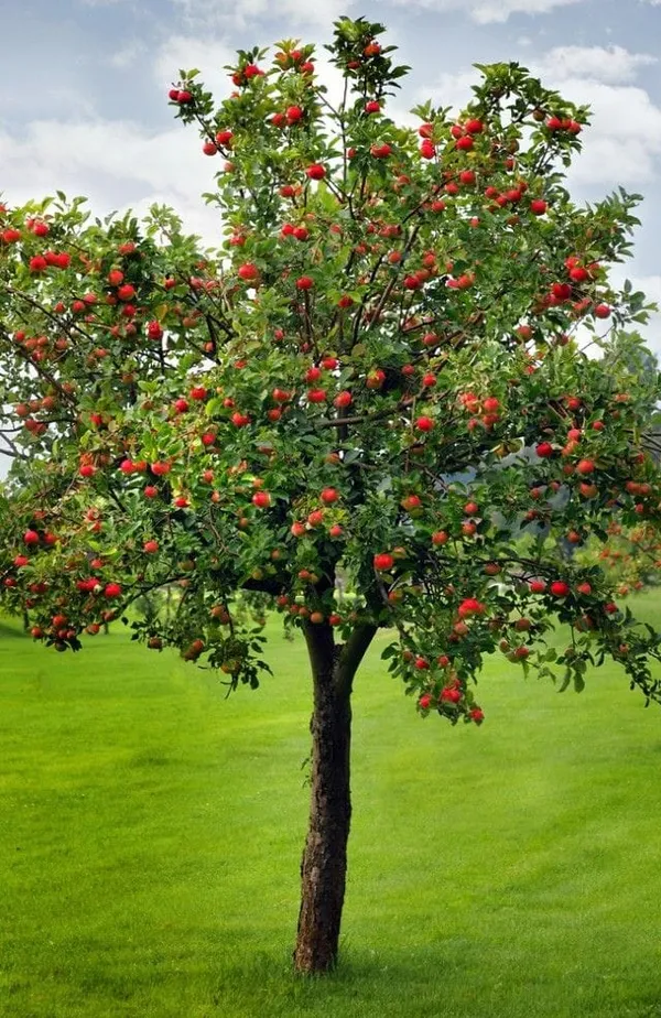 HRMN_99_-_Apple_Plant_I_Grafted