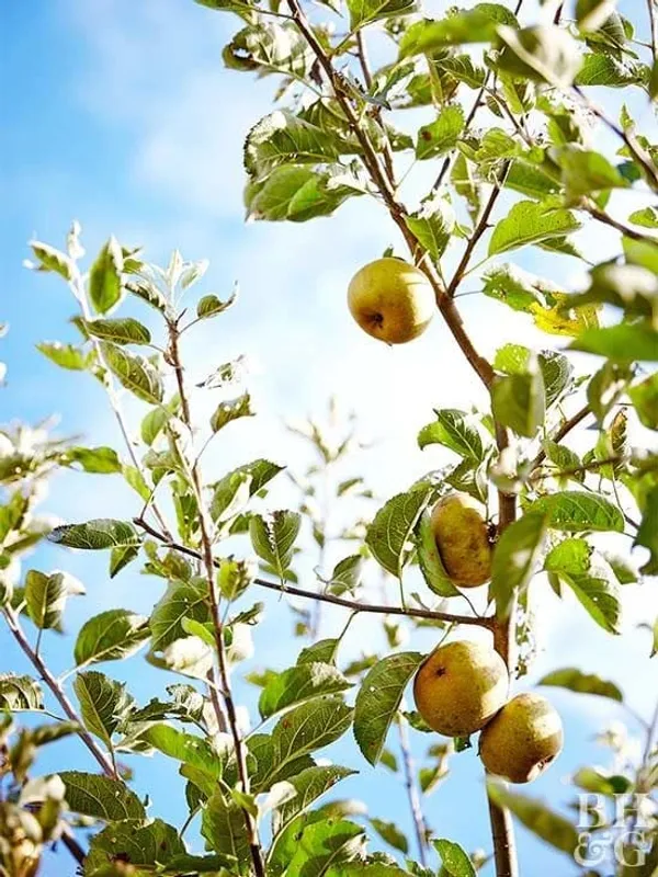 HRMN_99_-_Apple_Plant_I_Grafted