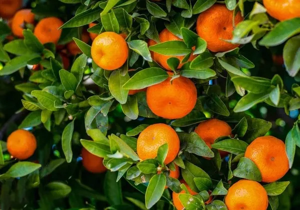 Hamlin_Orange_Fruit_Plant_I_Grafted