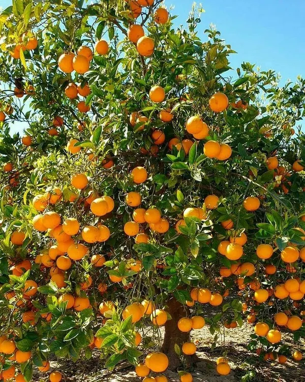 SIKDER NURSERY Hamlin Orange Fruit Plant I Grafted (Pack Of 1) Price in ...