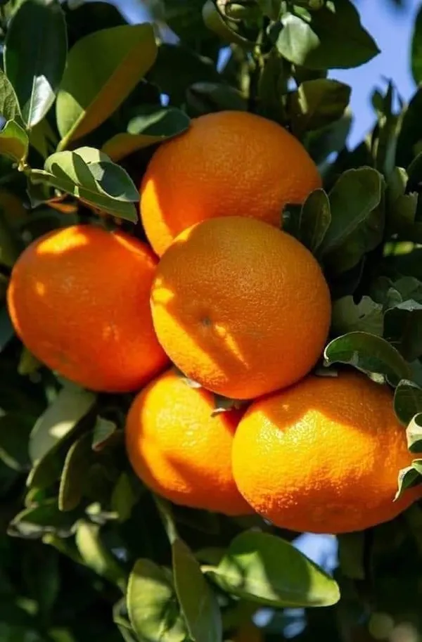 Hamlin_Orange_Fruit_Plant_I_Grafted