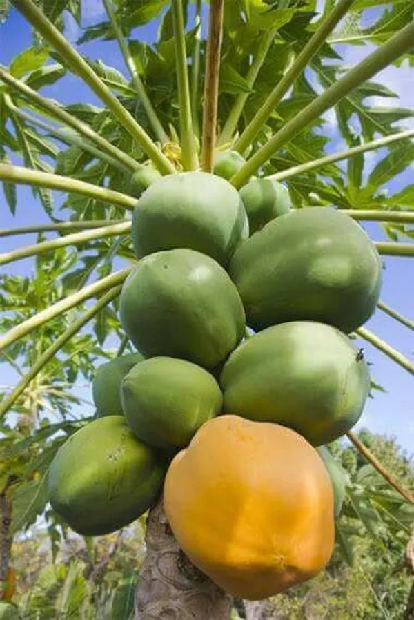 Honey_Glow_Papaya_Plant