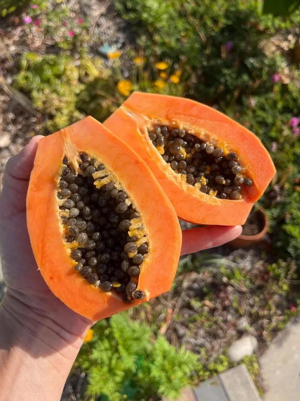 Honey_Glow_Papaya_Plant