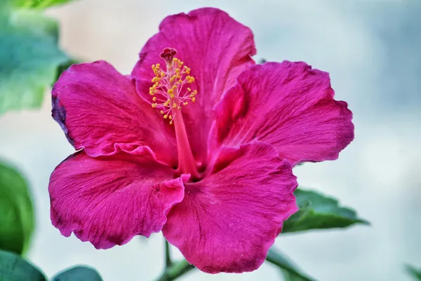 Hybrid_Hibiscus_Flower_Plant_I_Grafted
