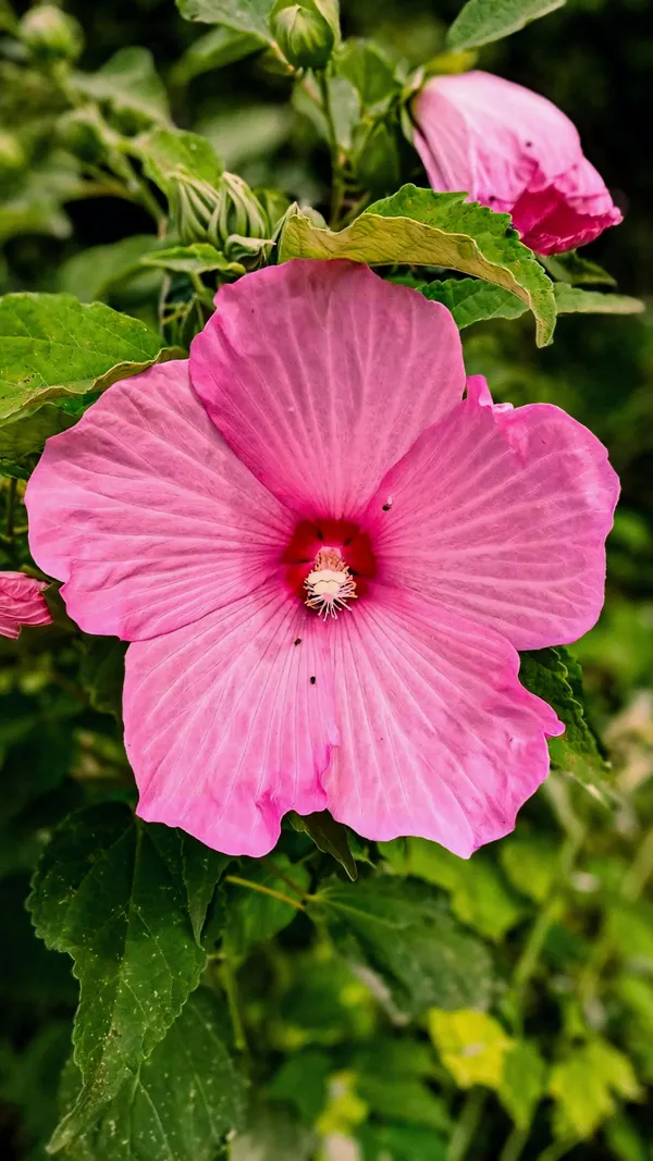 Hybrid_Hibiscus_Flower_Plant_I_Grafted