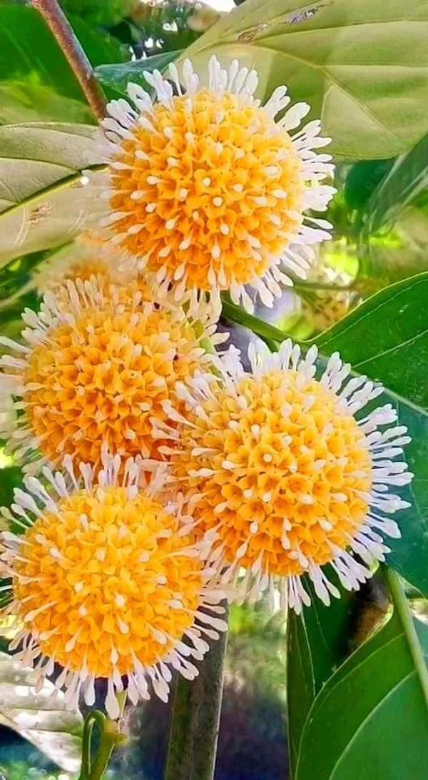 Hybrid_Kadom__Flower_Plant_(1.5-3_Feet_Height_Pack_Of_1)