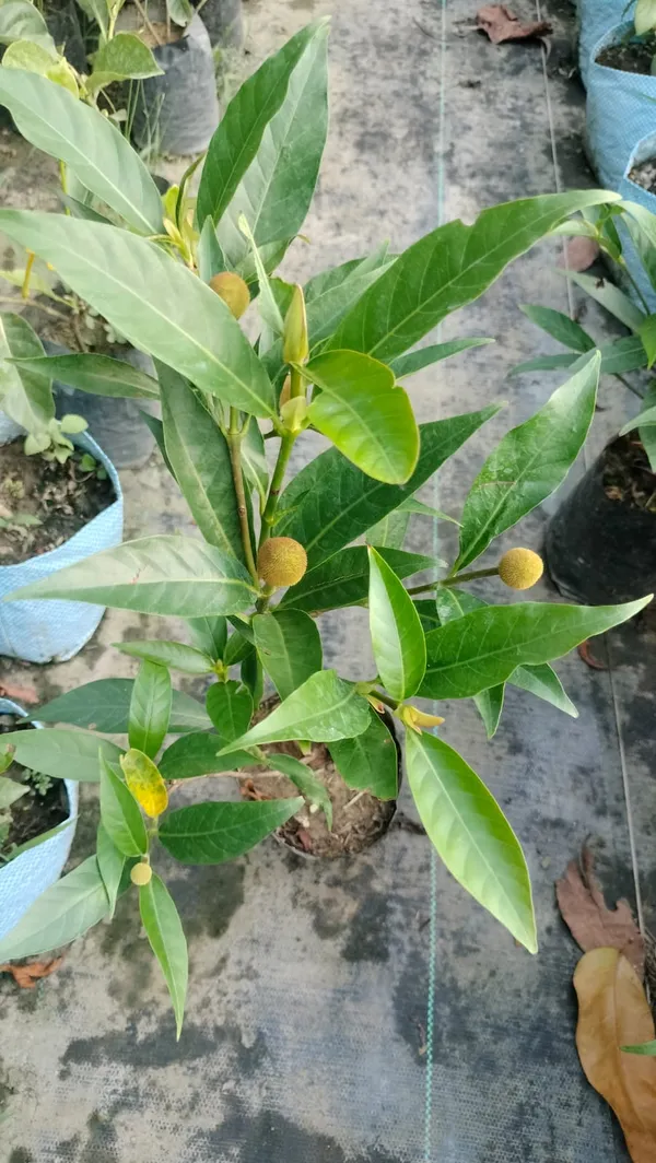Hybrid_Kadom__Flower_Plant_(1.5-3_Feet_Height_Pack_Of_1)