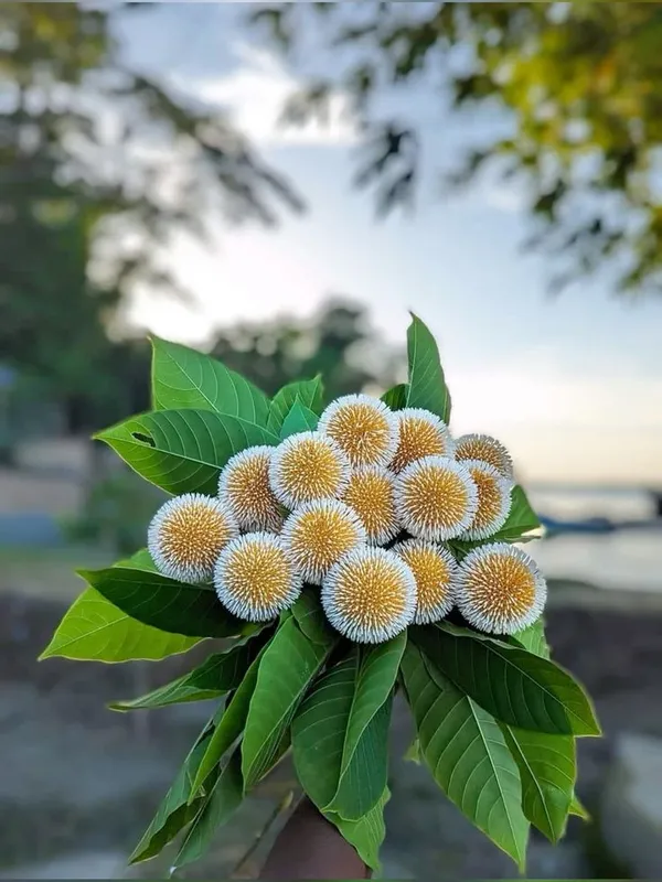 Hybrid_Kadom__Flower_Plant_(1.5-3_Feet_Height_Pack_Of_1)
