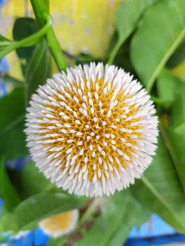 Hybrid_Kadom__Flower_Plant_(1.5-3_Feet_Height_Pack_Of_1)
