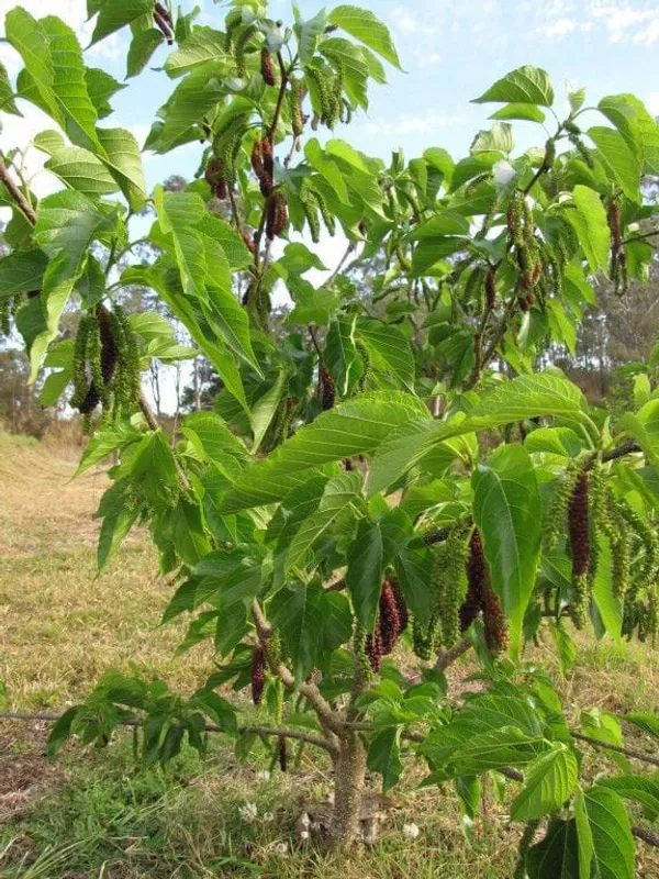 Hybrid_Mulberry_Fruit_Plant_I_Grafted