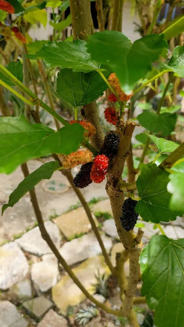Hybrid_Mulberry_Fruit_Plant__I_Grafted