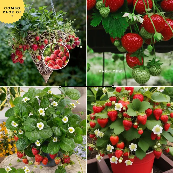 Hybrid_Stawberry_Plant_Combo_(Pack_Of_4)