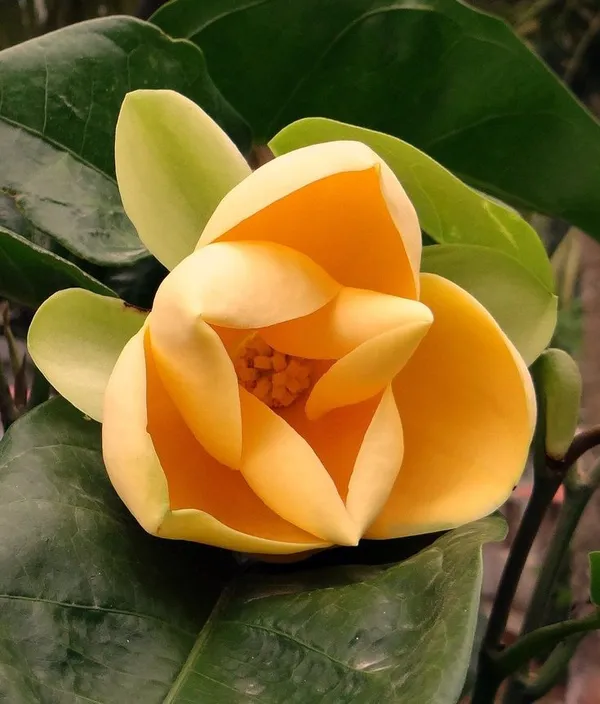 SIKDER NURSERY Hybrid Egg Magnolia Plant (Pack Of 1) Price in