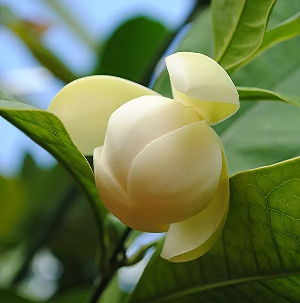 Hybrid__Egg_Magnolia_Plant_(Pack_Of_1)
