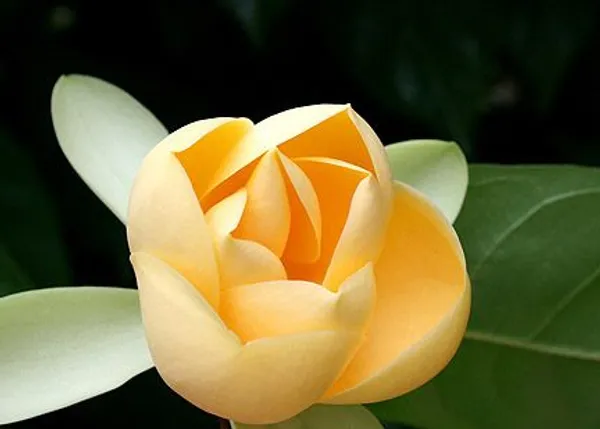 Hybrid__Egg_Magnolia_Plant_(Pack_Of_1)