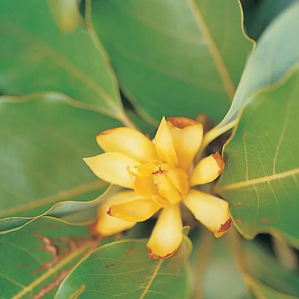 Hybrid__Egg_Magnolia_Plant_(Pack_Of_1)