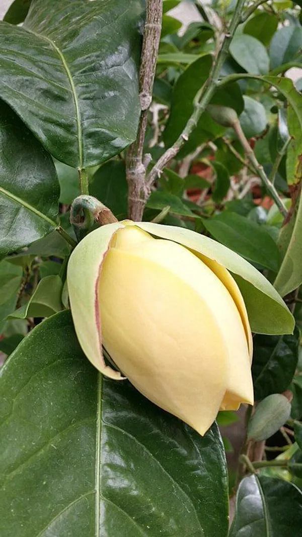 Hybrid__Egg_Magnolia_Plant_(Pack_Of_1)
