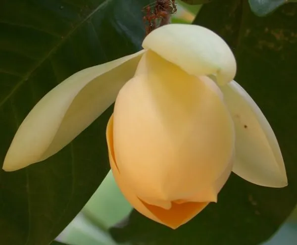 Hybrid__Egg_Magnolia_Plant_(Pack_Of_1)