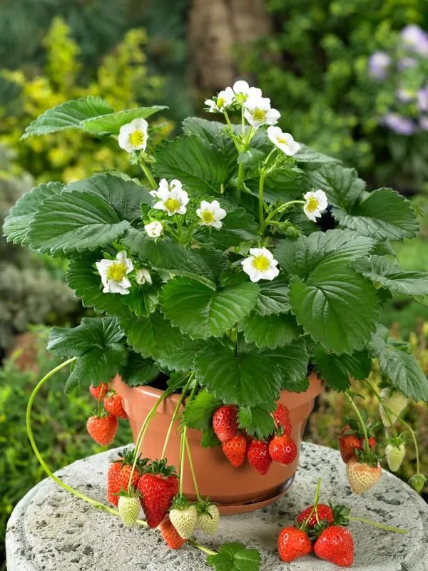 Hybrid__Stawberry_Plant_(Pack_Of_4)