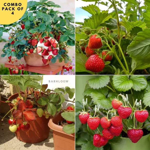 Hybrid__Stawberry_Plant_(Pack_Of_4)