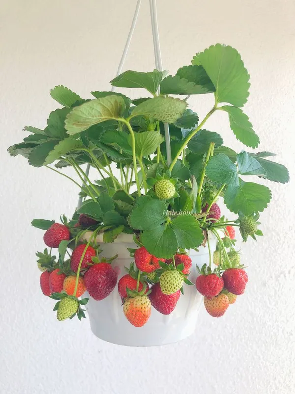 Hybrid__Stawberry_Plant_(Pack_Of_4)