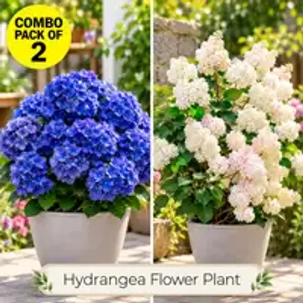 Hydrangea_Flower_Plant_(1.5-2_Feet_Height_Pack_Of_2)