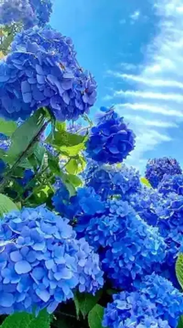 Hydrangea_Flower_Plant_(1.5-2_Feet_Height_Pack_Of_2)
