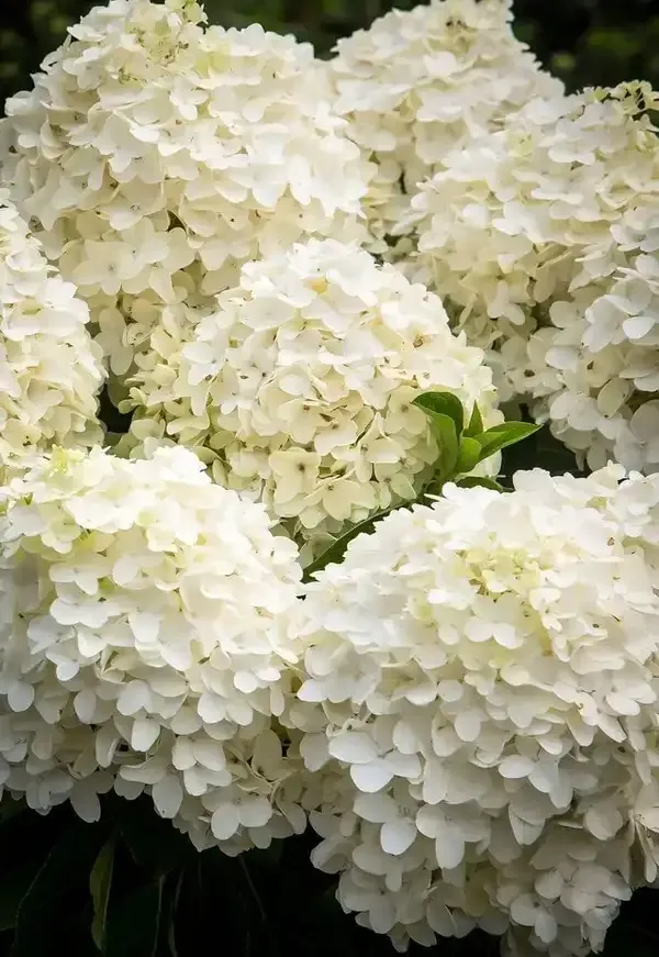 Hydrangea_Flower_Plant_(1.5-2_Feet_Height_Pack_Of_2)