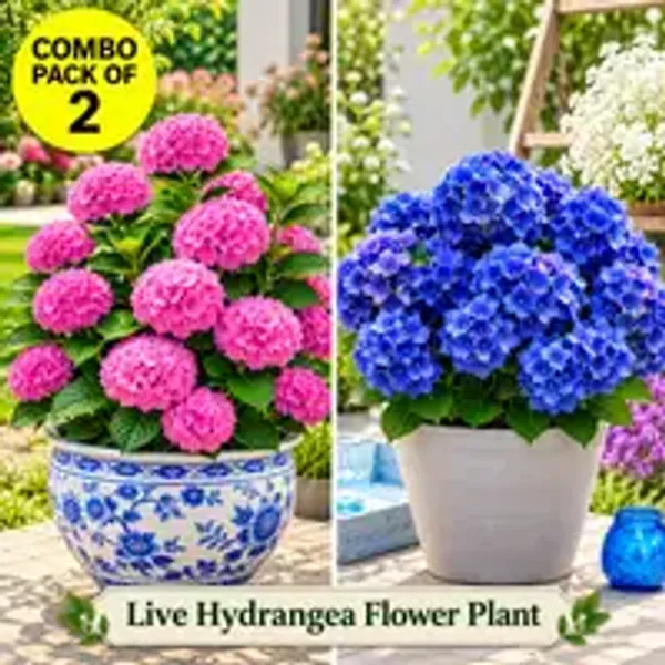 Hydrangea_Flower_Plant_(1.5-2_Feet_Height_Pack_Of_2)